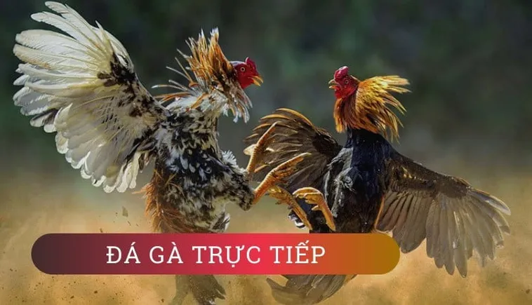 Hướng Dẫn Cách Chơi Đá Gà WS168 Tại HB88 Dễ Thắng Lớn